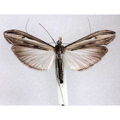 /filer/webapps/moths/media/images/G/gigantalis_Euclasta_AM_Agassiz_02.jpg