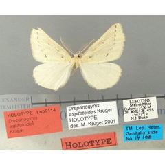 /filer/webapps/moths/media/images/A/aspitatoides_Drepanogynis_HT_TMSA.jpg