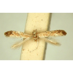 /filer/webapps/moths/media/images/M/melanosparta_Phyllonorycter_HT_TMSA.jpg