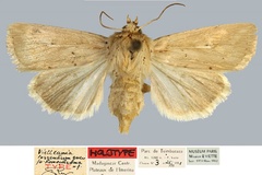 Vietteania homochroma