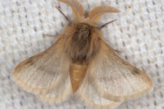 Chondrostegoides jamaka