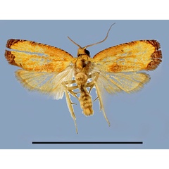 /filer/webapps/moths/media/images/H/harmographa_Phalarocarpa_AM_MRSN.jpg