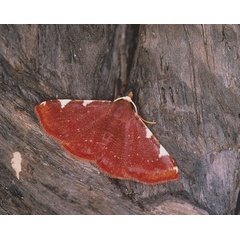 /filer/webapps/moths/media/images/P/porphyrana_Corgatha_A_Roland_01_GsOtCEF.jpg