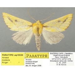 /filer/webapps/moths/media/images/M/modesta_Acrasia_PTF_TMSA.jpg