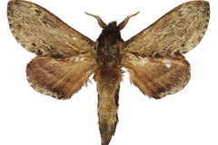 Eutricha morosa