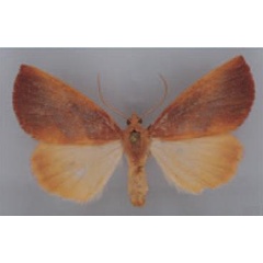 /filer/webapps/moths/media/images/E/electa_Terpnostola_AF_ZSM.jpg