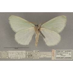 /filer/webapps/moths/media/images/F/featheri_Hierochthonia_PTF_OUMNHb_01.jpg