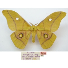 /filer/webapps/moths/media/images/K/krucki_Gonimbrasia_AM_NHMUKa.jpg