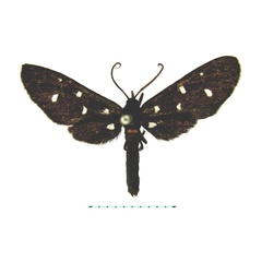 /filer/webapps/moths/media/images/S/simplex_Amata_A_TMSA.jpg