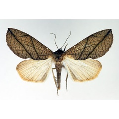 /filer/webapps/moths/media/images/L/longivalvis_Arcyophora_A_Aulombard.jpg