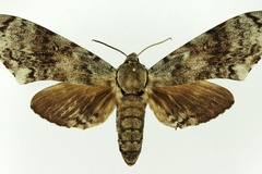 Covelliana ferax