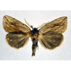 /filer/webapps/moths/media/images/M/marginestriatus_Lopiena_AM_NHMO.jpg