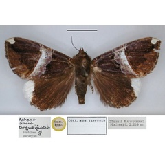 /filer/webapps/moths/media/images/A/angustifascia_Achaea_PT_RMCA_01.jpg