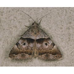 /filer/webapps/moths/media/images/M/moderata_Plecopterodes_A_Roland_01.jpg