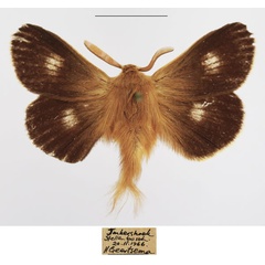 /filer/webapps/moths/media/images/M/monticola_Mesocelis_AM_TMSA_02.jpg