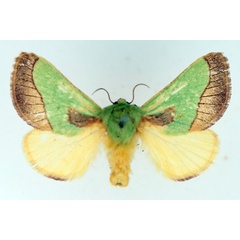 /filer/webapps/moths/media/images/L/latistriga_Latoia_AF_TMSA.jpg