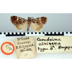 /filer/webapps/moths/media/images/A/albirena_Caradrina_HT_BMNH.jpg