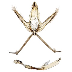 /filer/webapps/moths/media/images/C/catherinae_Ptychopseustis_GM_BMNH.jpg