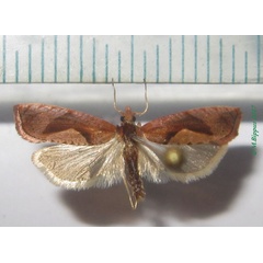 /filer/webapps/moths/media/images/E/erythraea_Episimoides_A_Bippus_02.jpg