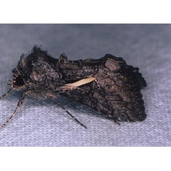 /filer/webapps/moths/media/images/V/vittata_Vittaplusia_A_Roland_01.jpg