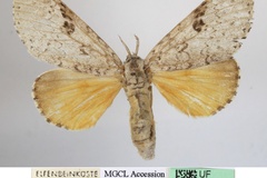 Eudasychira quinquepunctata