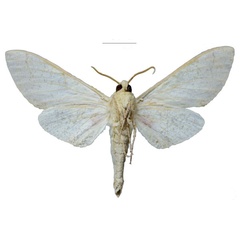 /filer/webapps/moths/media/images/B/basalis_Smerinthus_NT_EMEMb.jpg