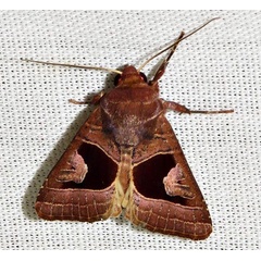/filer/webapps/moths/media/images/A/alambica_Conservula_A_Braun_05.jpg