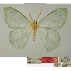 /filer/webapps/moths/media/images/L/lindemannae_Prasinocyma_HT_ZSMa.jpg