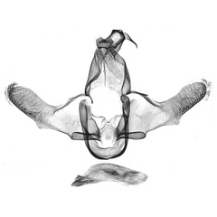 /filer/webapps/moths/media/images/N/novialis_Corymbus_GMHT_NHMUK_tBE5bmn.jpg