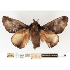 /filer/webapps/moths/media/images/S/scapulosa_Pachypasa_STM_NHMUK.jpg