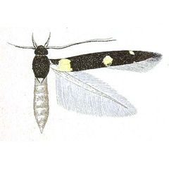 /filer/webapps/moths/media/images/S/sclerodes_Stagmatophora_HT_Meyrick_6-7.jpg