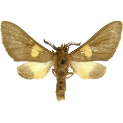 /filer/webapps/moths/media/images/M/monotica_Anapisa_AM_MCJM.jpg