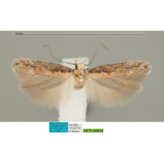 /filer/webapps/moths/media/images/E/eremaula_Ephysteris_AF_MfN.jpg