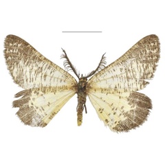 /filer/webapps/moths/media/images/P/procellosa_Rhodophthitus_HT_NHMUK.jpg