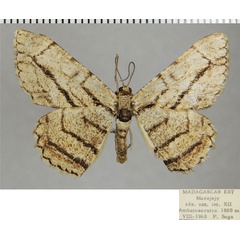 /filer/webapps/moths/media/images/H/hero_Ectropis_AM_ZSMa.jpg