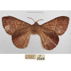 /filer/webapps/moths/media/images/R/rectilineata_Euwallengrenia_AM_TMSA_02.jpg