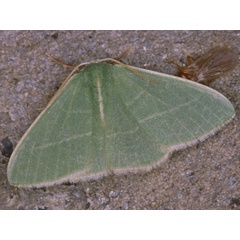 /filer/webapps/moths/media/images/R/rubripunctilla_Neromia_A_Roland.jpg