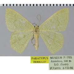 /filer/webapps/moths/media/images/A/annobonica_Chlorissa_PTF_ZSM.jpg