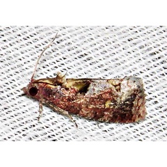 /filer/webapps/moths/media/images/B/batrachopa_Thaumatotibia_A_Braun_03.jpg