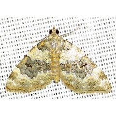 /filer/webapps/moths/media/images/P/perizomoides_Piercia_A_Braun_04.jpg