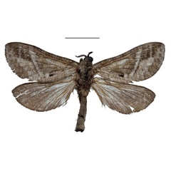 /filer/webapps/moths/media/images/F/fannini_Neoeudalaca_HT_Stroehlea_Cg7zSuh.jpg