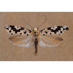 /filer/webapps/moths/media/images/S/sabiella_Ethmia_A_Butler.jpg