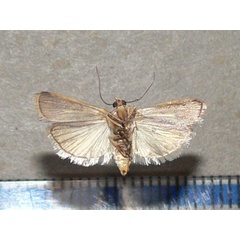 /filer/webapps/moths/media/images/O/oegnusalis_Epicrocis_A_Goffb_03.jpg