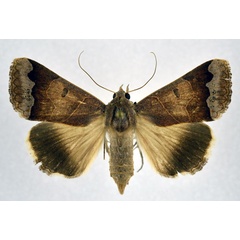 /filer/webapps/moths/media/images/M/mejanesi_Ophiusa_AF_NHMO.jpg