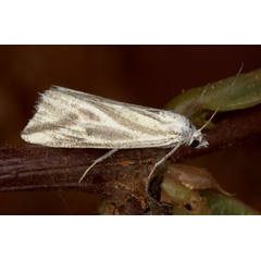 /filer/webapps/moths/media/images/V/variabilis_Argyrophora_A_Heyns_03.jpg