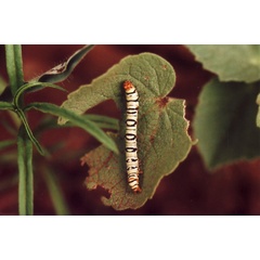 /filer/webapps/moths/media/images/G/guttifera_Emmelia_C_Roland_07.jpg