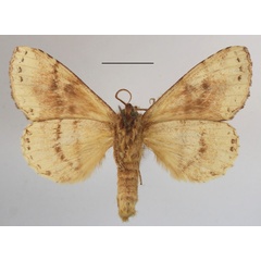 /filer/webapps/moths/media/images/B/brunneomixta_Alenophalera_A_MGCLb_01.JPG