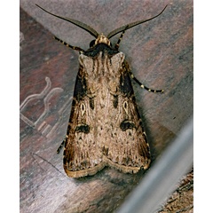 /filer/webapps/moths/media/images/L/longidentifera_Agrotis_A_Roland_01.jpg