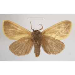 /filer/webapps/moths/media/images/T/tricolor_Antheua_A_MGCLb_01.JPG