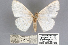 Scopula glaucocyma